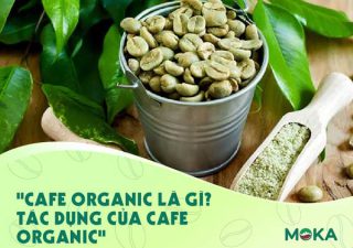 Cafe organic là gì? Tác dụng của cafe organic