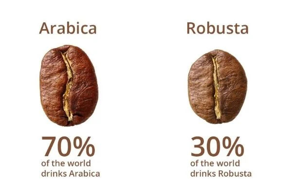 So sánh cafe arabica và cafe robusta?